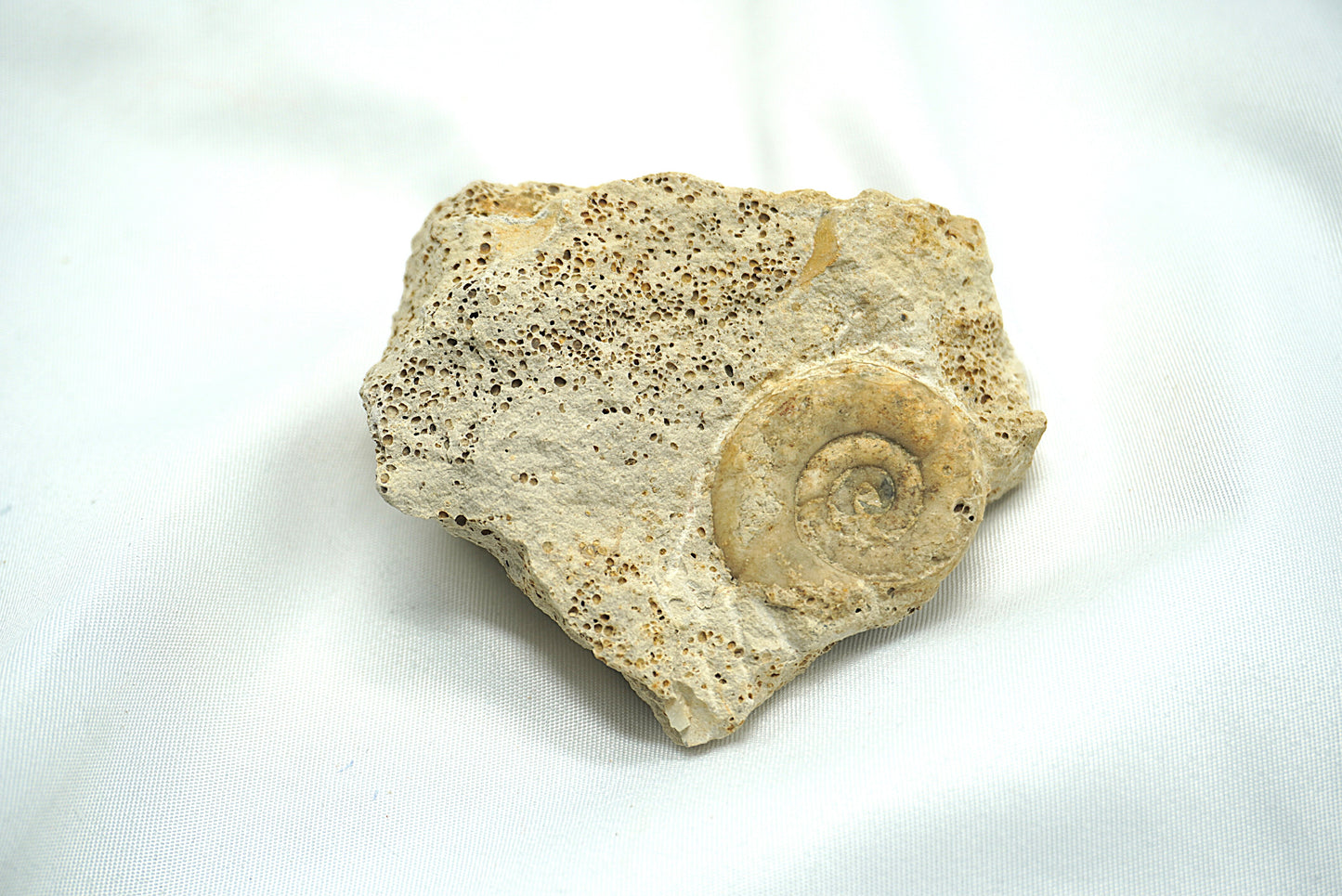 AMMONITE SUR MATRICE