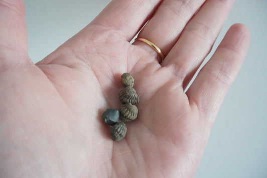 TRILOBITE super mini