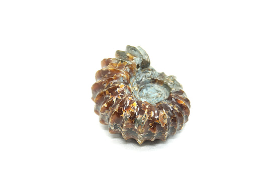 AMMONITE TRACTEUR FOUGERE