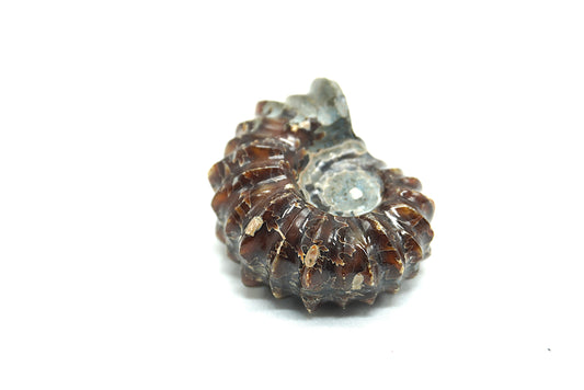 AMMONITE TRACTEUR FOUGERE