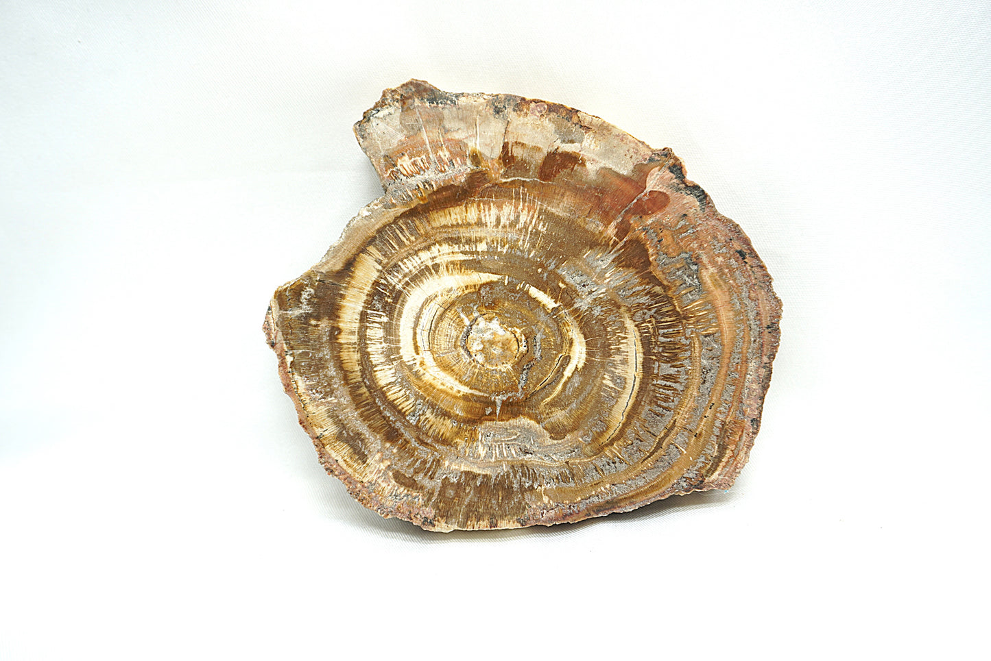 PLAQUE BOIS FOSSILISE 2 FACES POLIES (160 grammes)