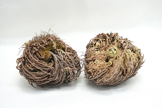 ROSE DE JERICHO