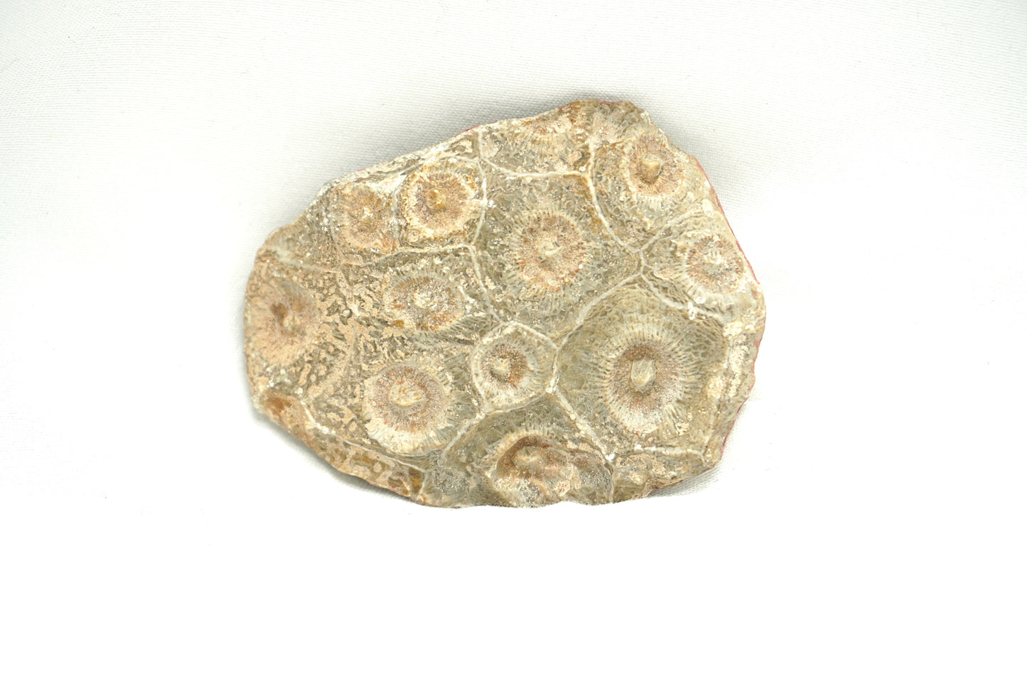 BRUT CORAIL FOSSILISE