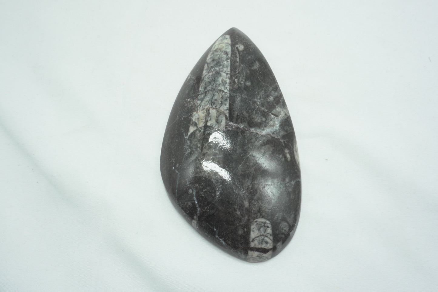 ORTHOCERAS XL