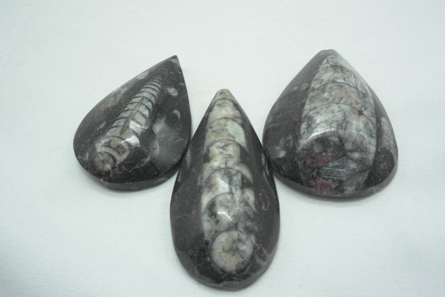 ORTHOCERAS M