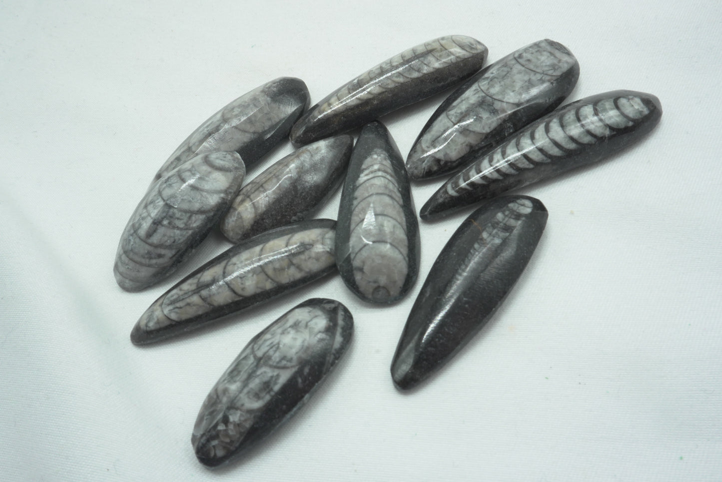 ORTHOCERAS XS