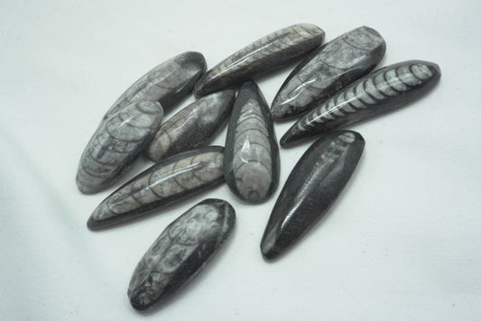 ORTHOCERAS XS