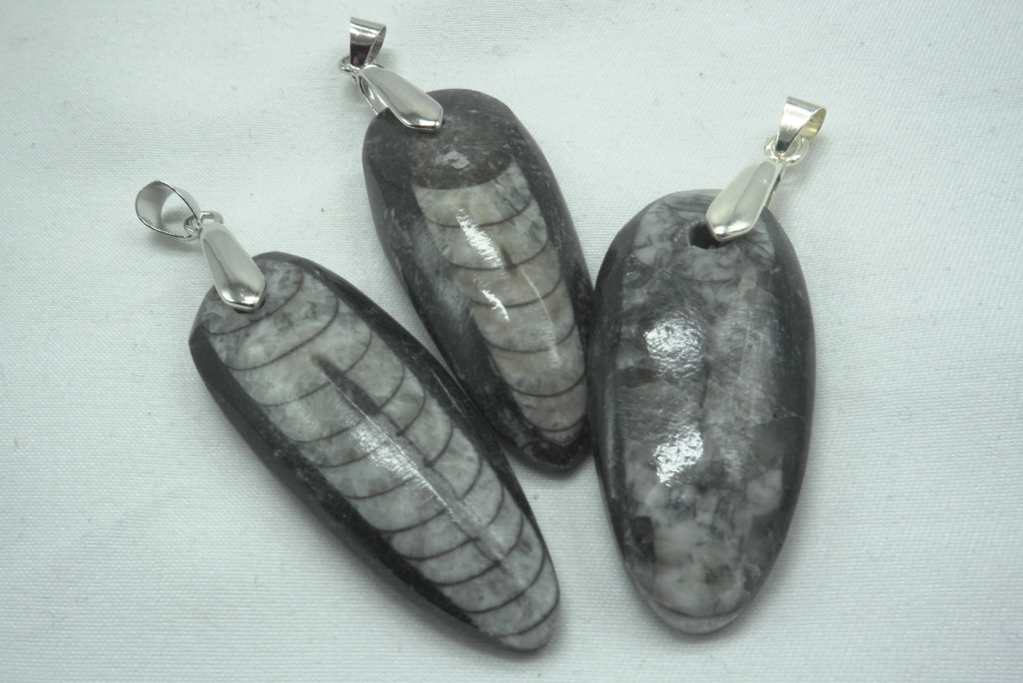 PENDENTIF ORTHOCERAS
