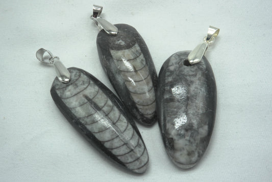 PENDENTIF ORTHOCERAS