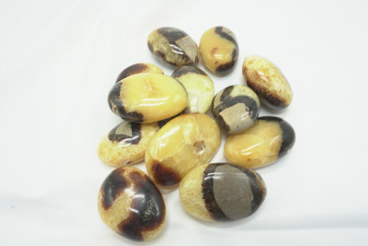 GALET SEPTARIA