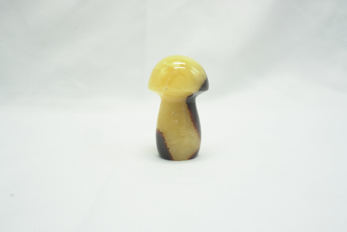 CHAMPIGNON SEPTARIA (64 grammes)