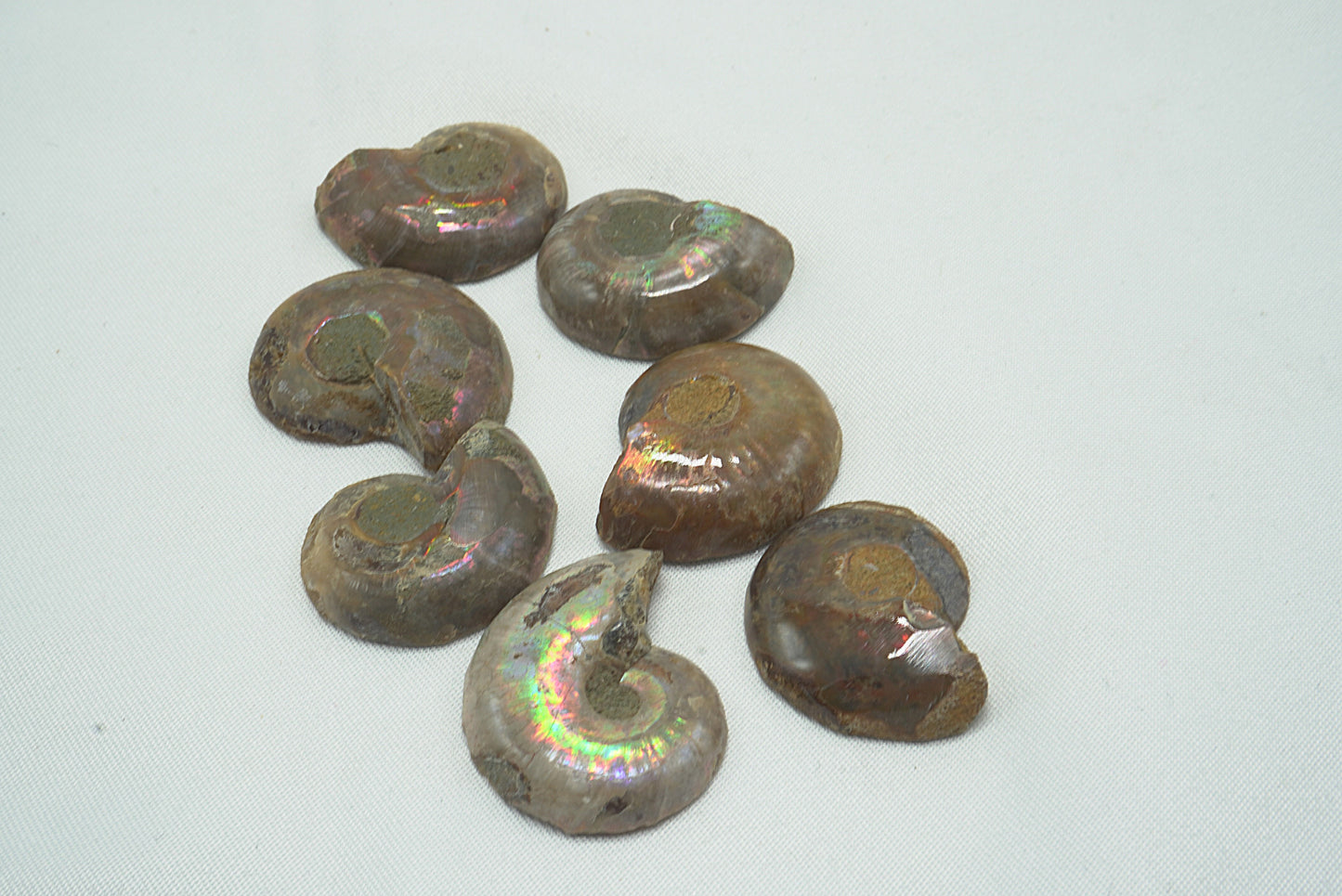 AMMONITE IRISEE XS