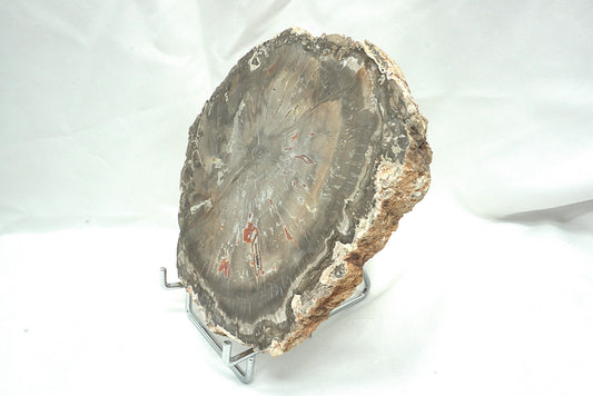 PLAQUE BOIS FOSSILISE 2 FACES POLIES (956 grammes)