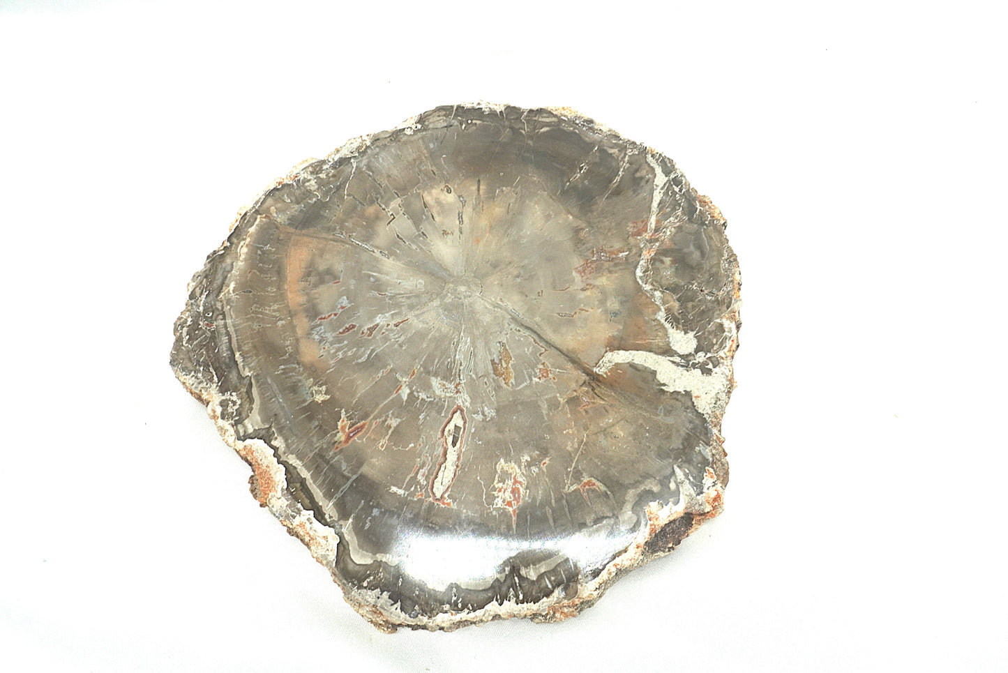 PLAQUE BOIS FOSSILISE 2 FACES POLIES (956 grammes)