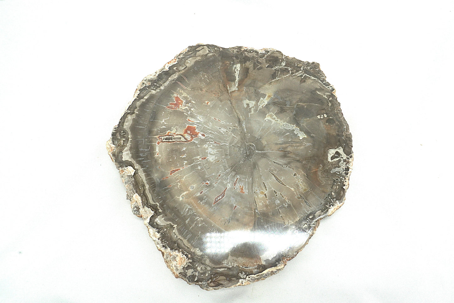 PLAQUE BOIS FOSSILISE 2 FACES POLIES (956 grammes)