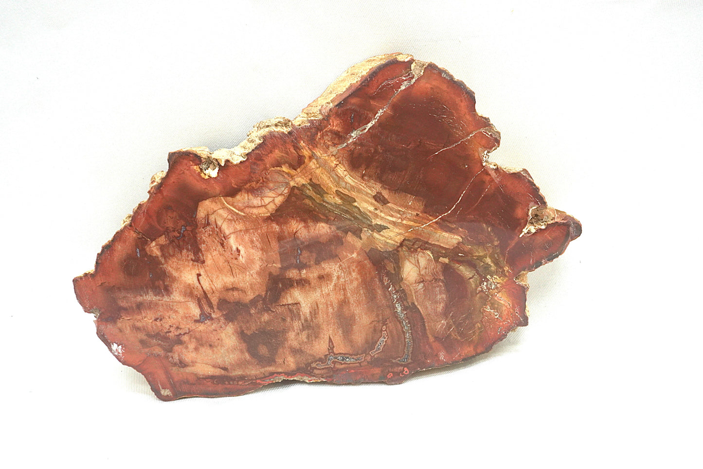 PLAQUE BOIS FOSSILISE 2 FACES POLIES (408 grammes)