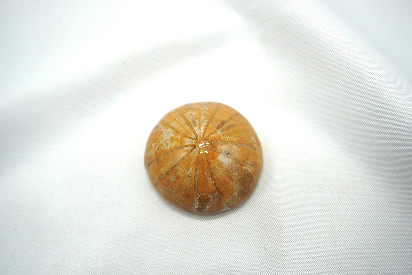 OURSIN FOSSILISÉ (17 grammes)
