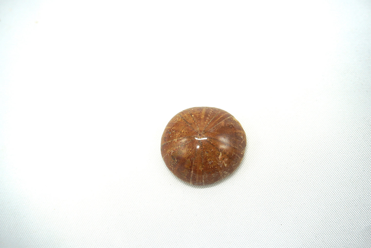 OURSIN FOSSILISÉ (8 grammes)