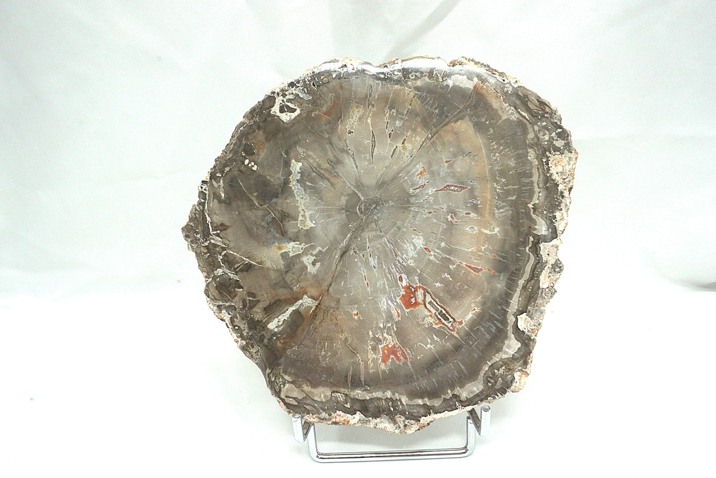 PLAQUE BOIS FOSSILISE 2 FACES POLIES (956 grammes)