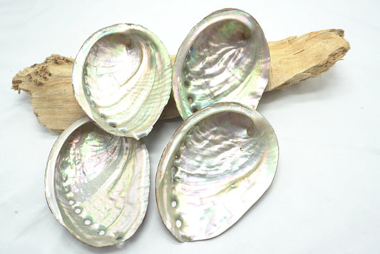 ABALONE COQUILLE D'ORMEAU GRANDE
