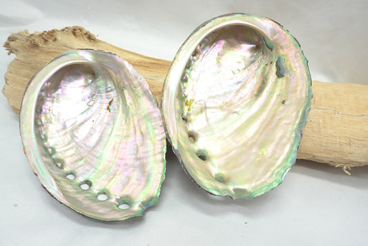 ABALONE COQUILLE D'ORMEAU MOYENNE
