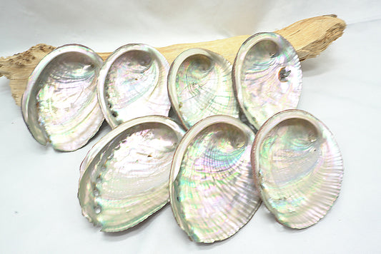 ABALONE COQUILLE D'ORMEAU PETITE