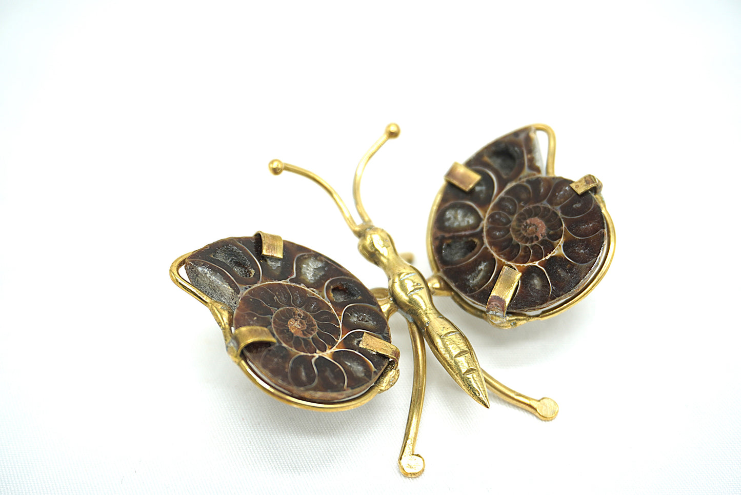 AMMONITE FORME PAPILLON (ref 2)