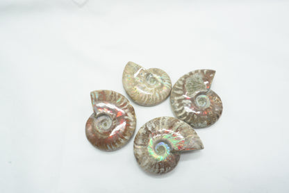 AMMONITE FOUGERE IRISEE