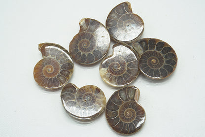 AMMONITE IRISEE XS