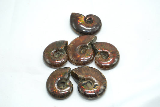 AMMONITE OPALISEE ROUGE