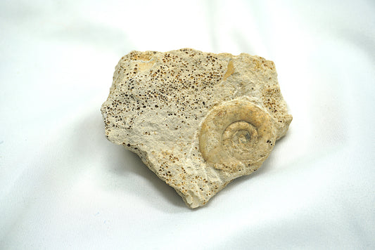 AMMONITE SUR MATRICE
