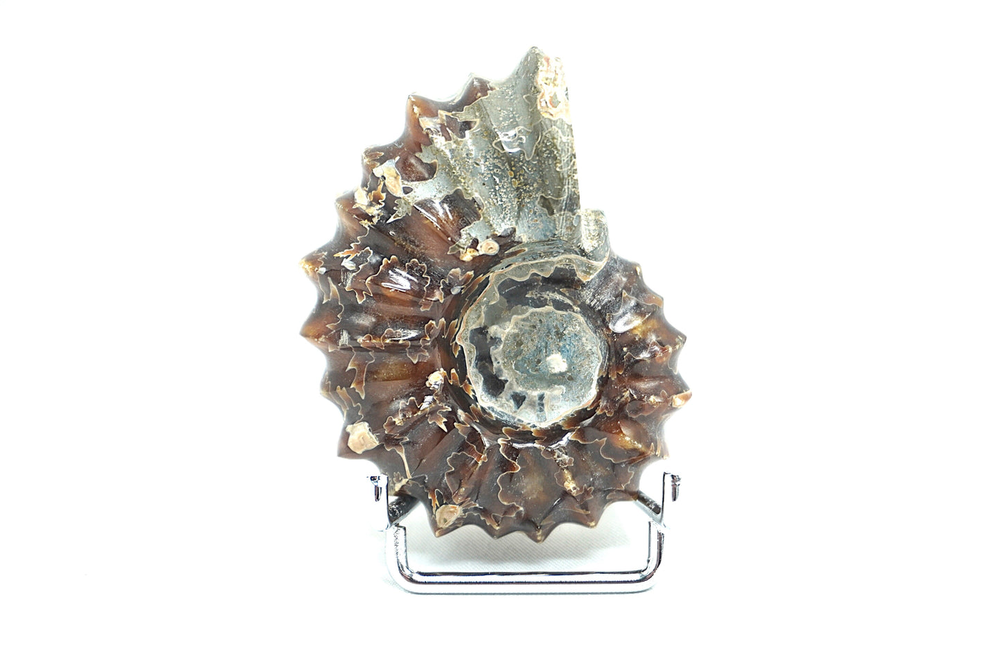 AMMONITE TRACTEUR FOUGERE