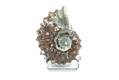 AMMONITE TRACTEUR FOUGERE