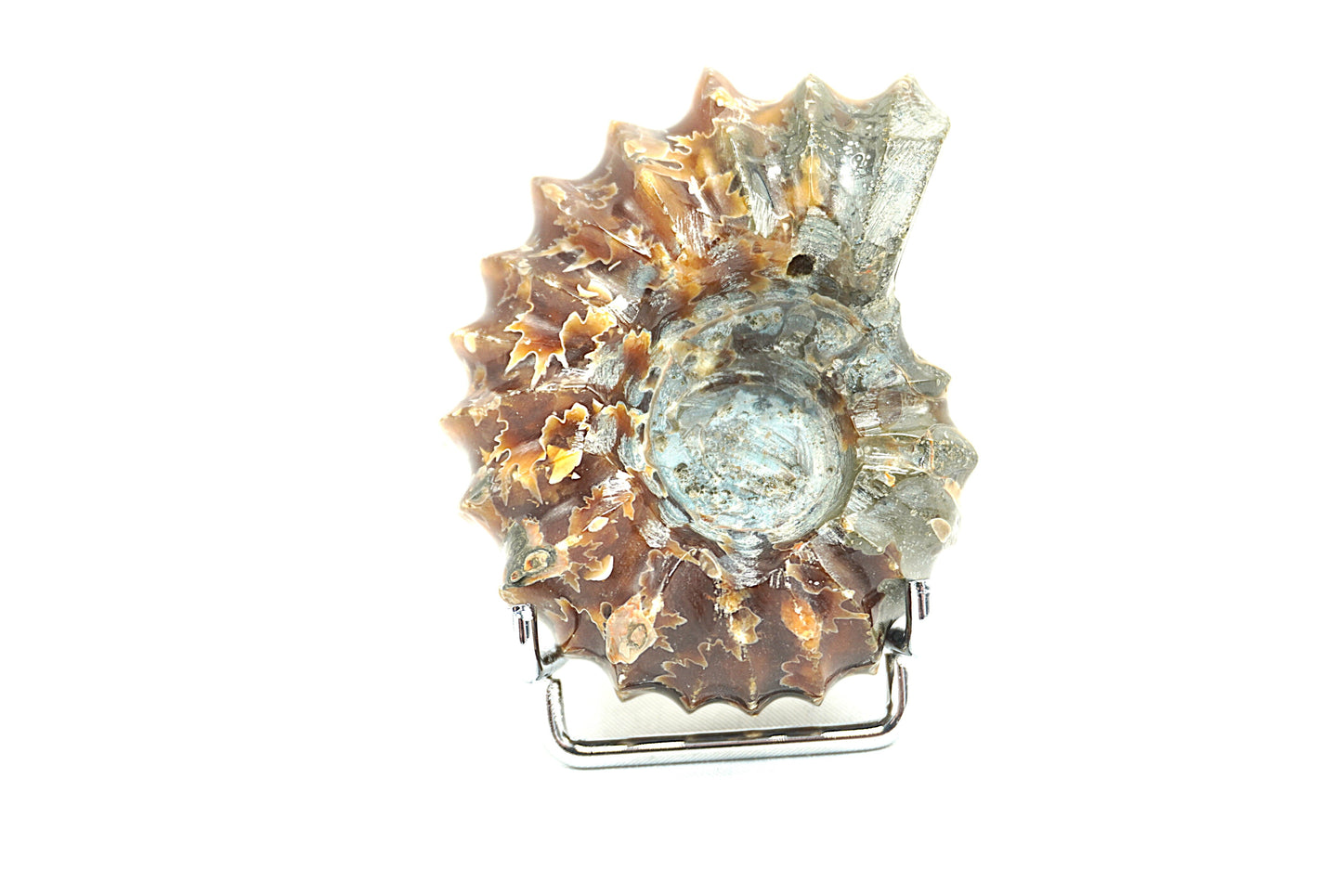 AMMONITE TRACTEUR FOUGERE