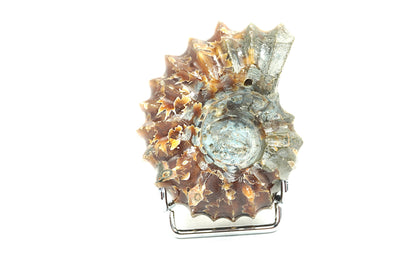 AMMONITE TRACTEUR FOUGERE