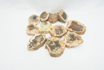 BOIS FOSSILISÉ PLAQUE 2 FACES POLIES