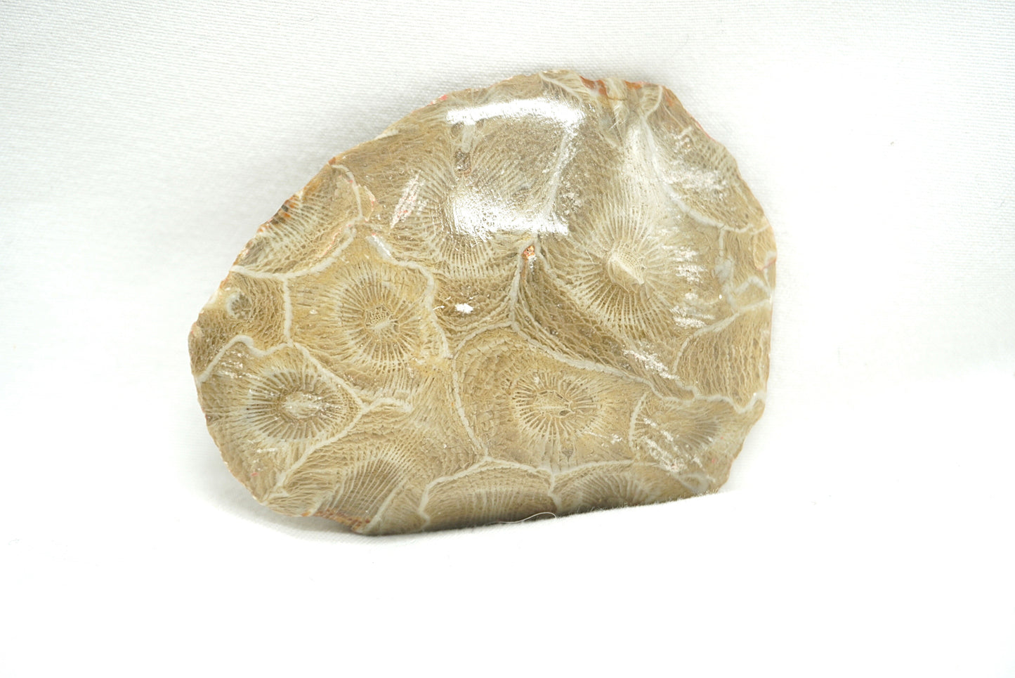 BRUT CORAIL FOSSILISE