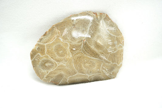 BRUT CORAIL FOSSILISE