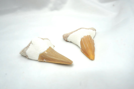 DENT DE REQUIN FOSSILISÉ