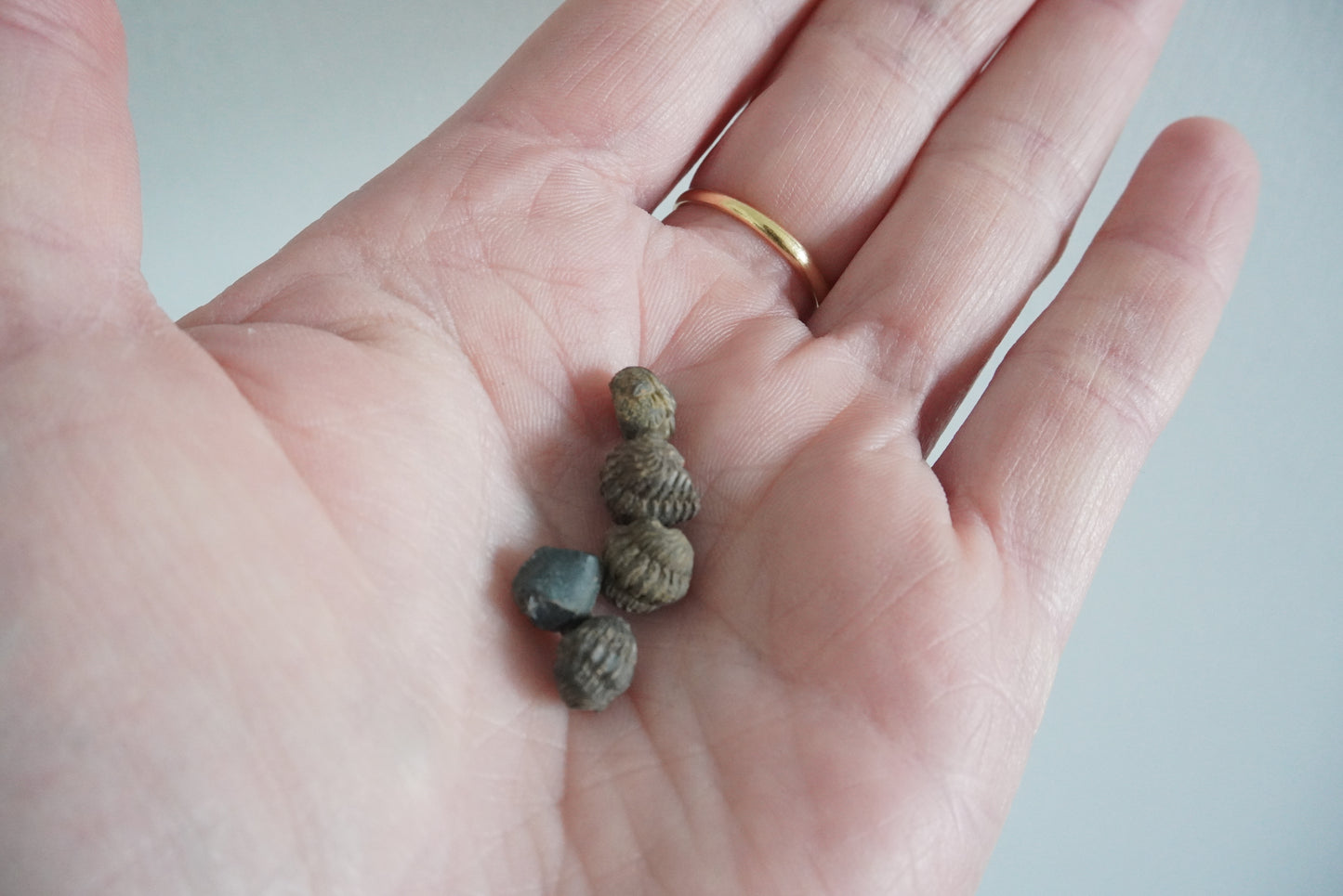 TRILOBITE super mini
