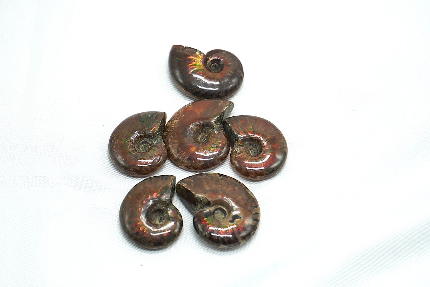AMMONITE OPALISEE ROUGE