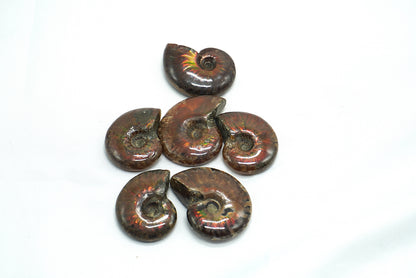 AMMONITE OPALISEE ROUGE