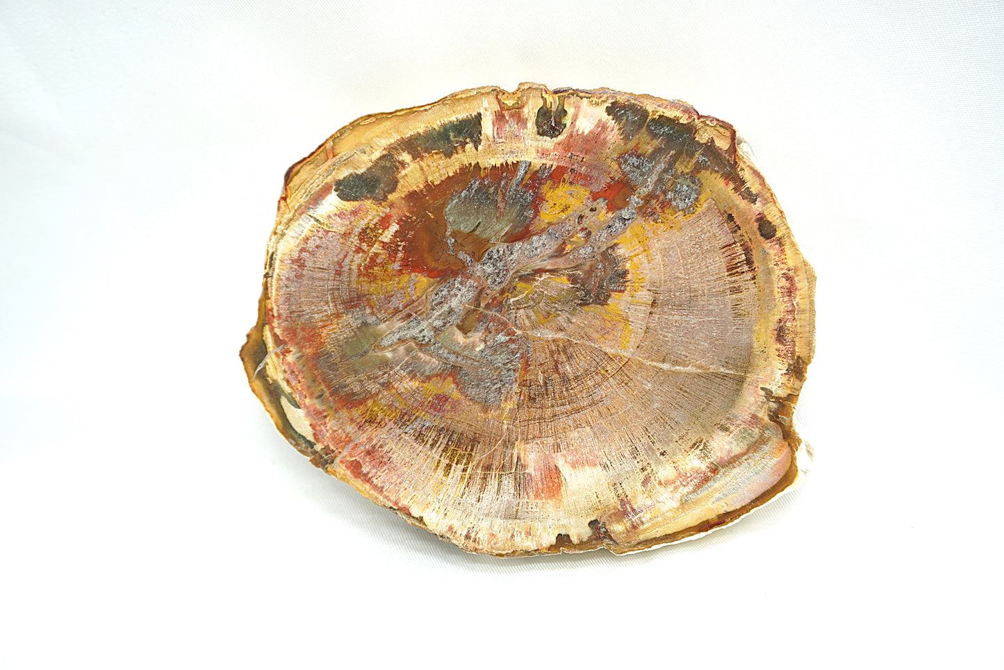 PLAQUE BOIS FOSSILISE 2 FACES POLIES (200 grammes)