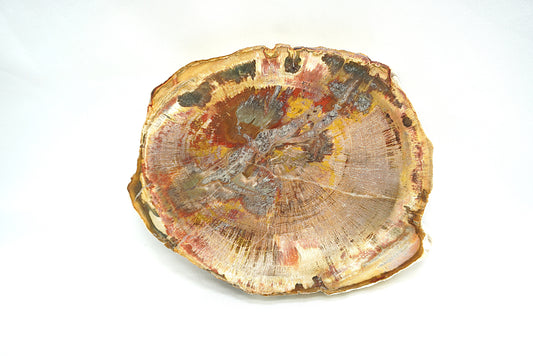 PLAQUE BOIS FOSSILISE 2 FACES POLIES (200 grammes)