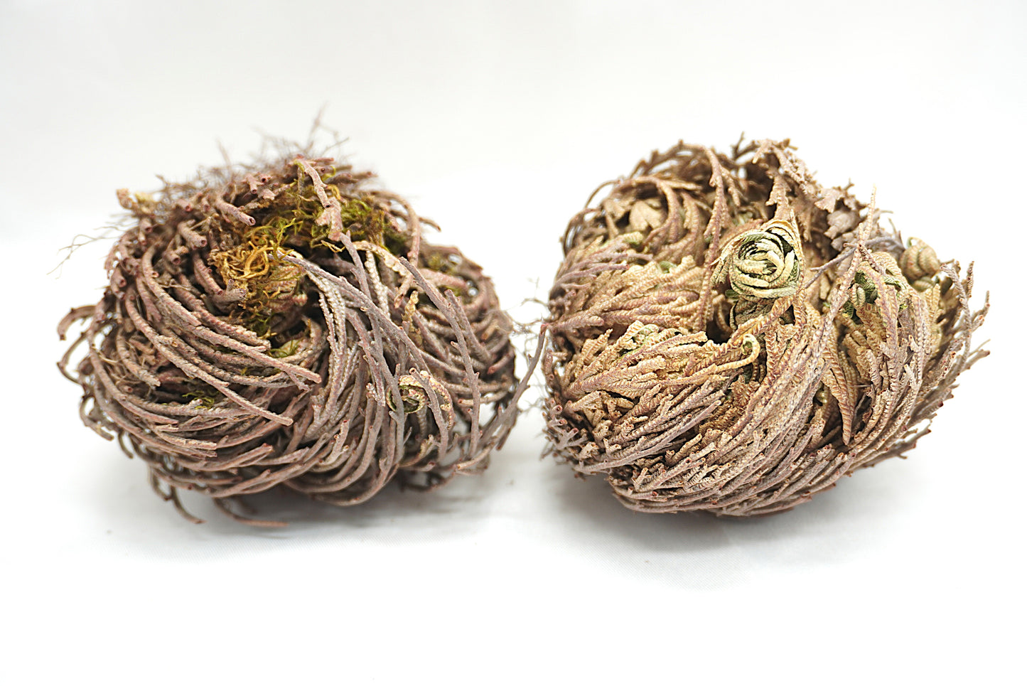 ROSE DE JERICHO