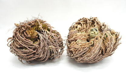 ROSE DE JERICHO