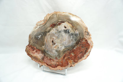 PLAQUE BOIS FOSSILISE 2 FACES POLIES (898 grammes)