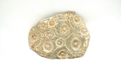 BRUT CORAIL FOSSILISE