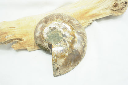 AMMONITE (Fossile)