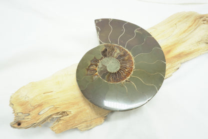 AMMONITE (Fossile)